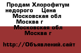 Продам Хлорофитум (недорого) › Цена ­ 100 - Московская обл., Москва г.  »    . Московская обл.,Москва г.